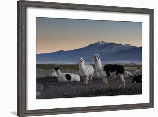 Llama Gathering in the Sajama National Park-Alex Saberi-Framed Photographic Print