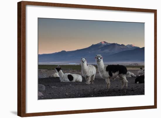 Llama Gathering in the Sajama National Park-Alex Saberi-Framed Photographic Print