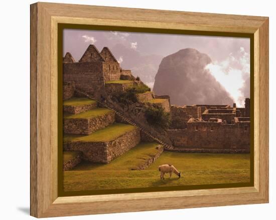 Llama Grazing at Machu Picchu-Laurie Chamberlain-Framed Premier Image Canvas