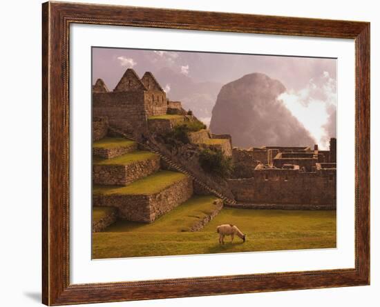 Llama Grazing at Machu Picchu-Laurie Chamberlain-Framed Photographic Print