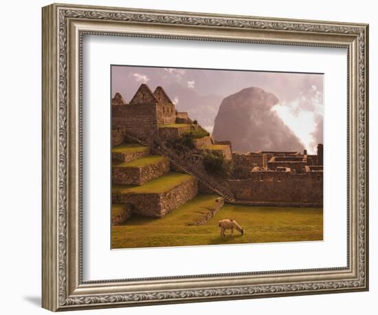 Llama Grazing at Machu Picchu-Laurie Chamberlain-Framed Photographic Print