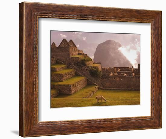 Llama Grazing at Machu Picchu-Laurie Chamberlain-Framed Photographic Print