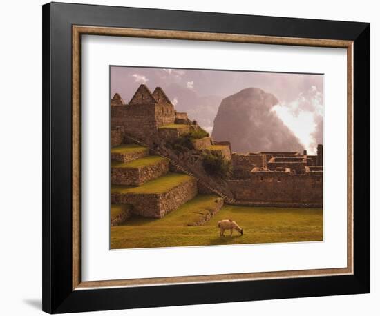 Llama Grazing at Machu Picchu-Laurie Chamberlain-Framed Photographic Print