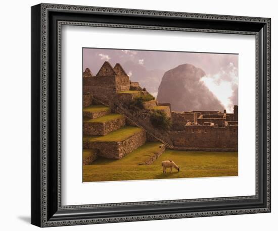 Llama Grazing at Machu Picchu-Laurie Chamberlain-Framed Photographic Print