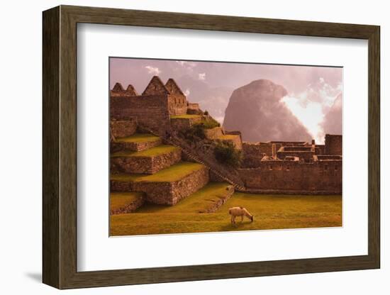 Llama Grazing at Machu Picchu-Laurie Chamberlain-Framed Photographic Print
