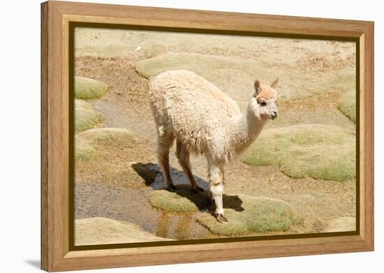 Llama in A Mountain Landscape, Peru-demerzel21-Framed Premier Image Canvas