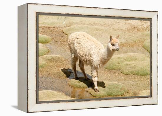 Llama in A Mountain Landscape, Peru-demerzel21-Framed Premier Image Canvas