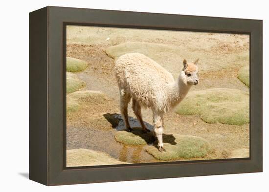 Llama in A Mountain Landscape, Peru-demerzel21-Framed Premier Image Canvas