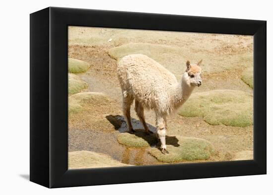 Llama in A Mountain Landscape, Peru-demerzel21-Framed Premier Image Canvas