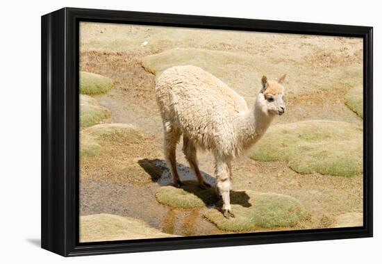 Llama in A Mountain Landscape, Peru-demerzel21-Framed Premier Image Canvas