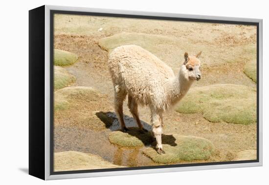 Llama in A Mountain Landscape, Peru-demerzel21-Framed Premier Image Canvas