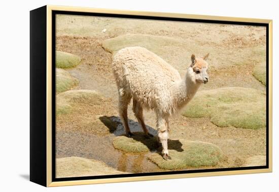 Llama in A Mountain Landscape, Peru-demerzel21-Framed Premier Image Canvas