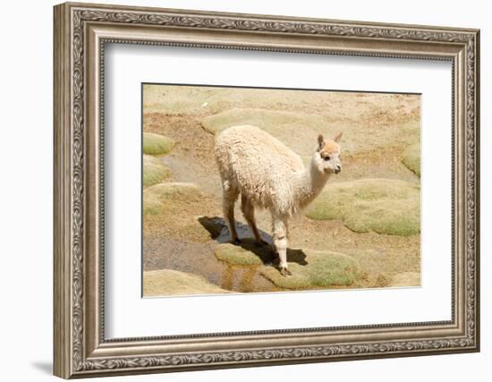 Llama in A Mountain Landscape, Peru-demerzel21-Framed Photographic Print