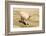 Llama in A Mountain Landscape, Peru-demerzel21-Framed Photographic Print