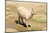 Llama in A Mountain Landscape, Peru-demerzel21-Mounted Photographic Print