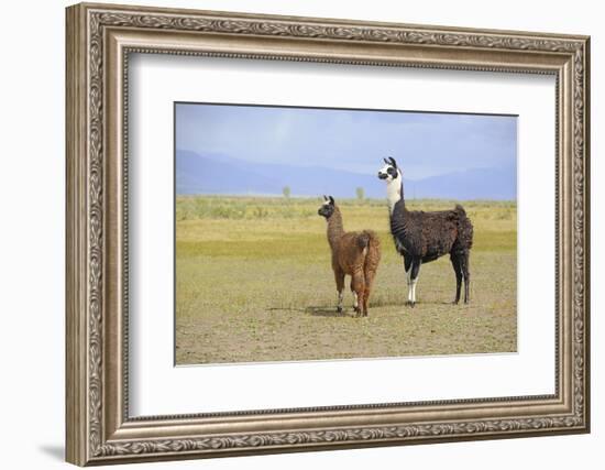 Llama in a Mountain Landscape-robert cicchetti-Framed Photographic Print