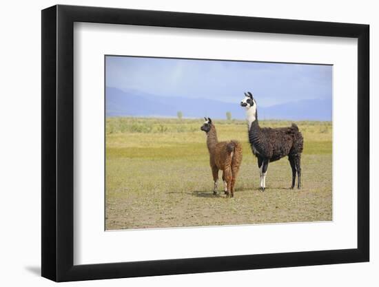 Llama in a Mountain Landscape-robert cicchetti-Framed Photographic Print