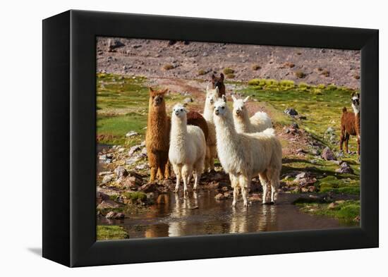 Llama in Argentina-Andrushko Galyna-Framed Premier Image Canvas