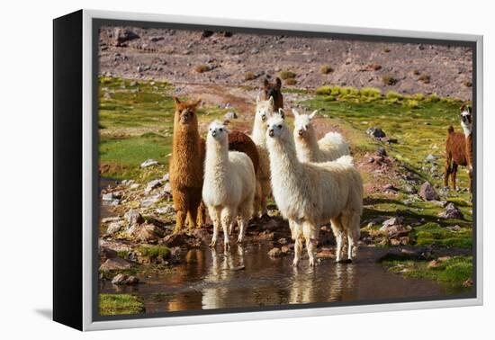 Llama in Argentina-Andrushko Galyna-Framed Premier Image Canvas