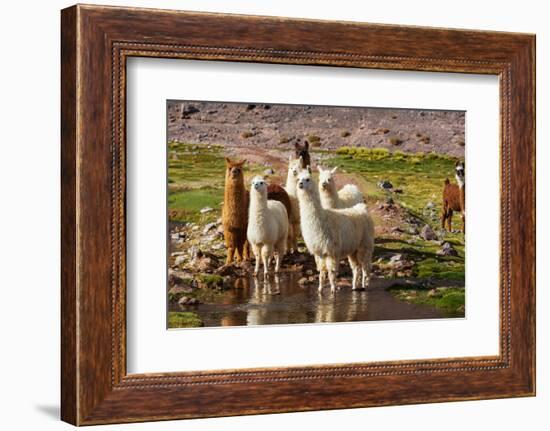 Llama in Argentina-Andrushko Galyna-Framed Photographic Print