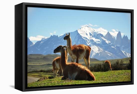 Llama in Landscape-fmingo-Framed Premier Image Canvas