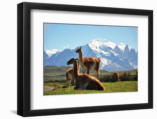 Llama in Landscape-fmingo-Framed Photographic Print