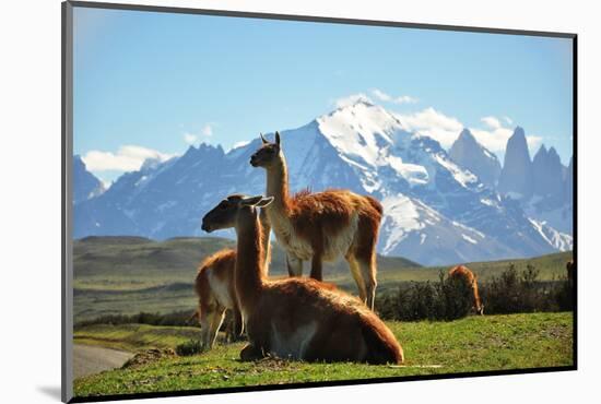 Llama in Landscape-fmingo-Mounted Photographic Print
