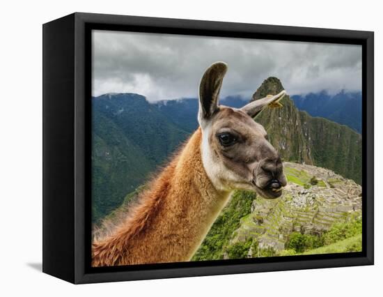 Llama in Machu Picchu, Cusco Region, Peru, South America-Karol Kozlowski-Framed Premier Image Canvas