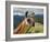 Llama in Machu Picchu, Cusco Region, Peru, South America-Karol Kozlowski-Framed Photographic Print