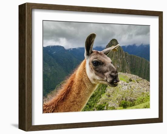 Llama in Machu Picchu, Cusco Region, Peru, South America-Karol Kozlowski-Framed Photographic Print