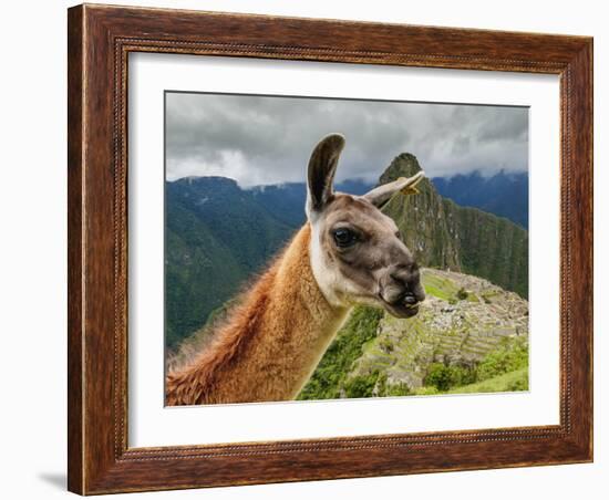 Llama in Machu Picchu, Cusco Region, Peru, South America-Karol Kozlowski-Framed Photographic Print