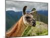 Llama in Machu Picchu, Cusco Region, Peru, South America-Karol Kozlowski-Mounted Photographic Print