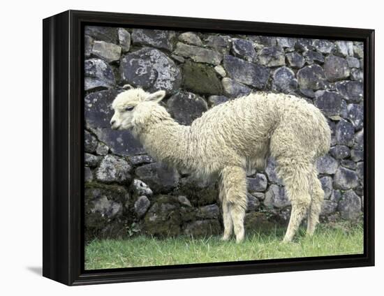 Llama in Machu Picchu, Peru-Darrell Gulin-Framed Premier Image Canvas