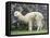 Llama in Machu Picchu, Peru-Darrell Gulin-Framed Premier Image Canvas