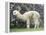 Llama in Machu Picchu, Peru-Darrell Gulin-Framed Premier Image Canvas