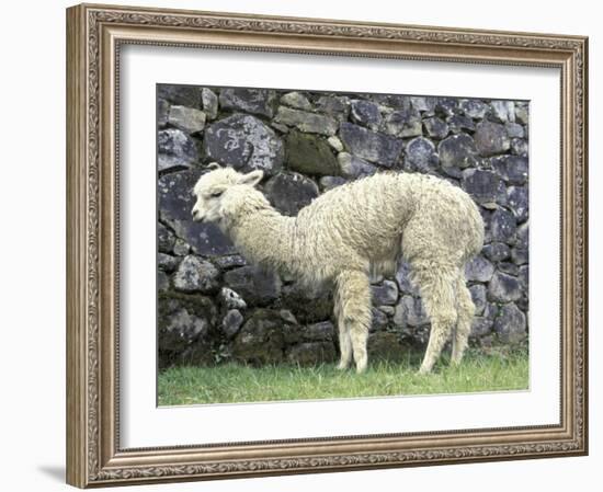 Llama in Machu Picchu, Peru-Darrell Gulin-Framed Photographic Print