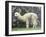 Llama in Machu Picchu, Peru-Darrell Gulin-Framed Photographic Print