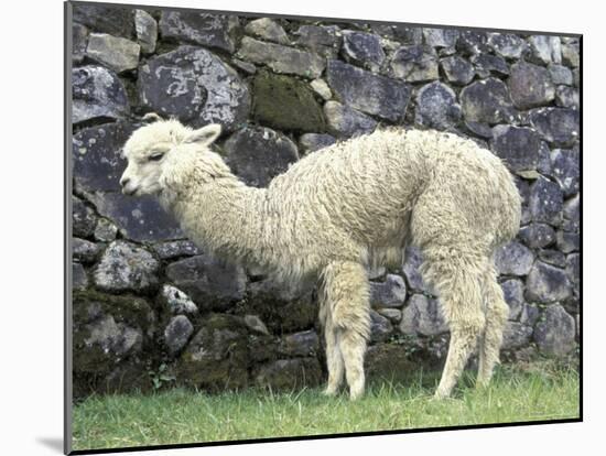 Llama in Machu Picchu, Peru-Darrell Gulin-Mounted Photographic Print