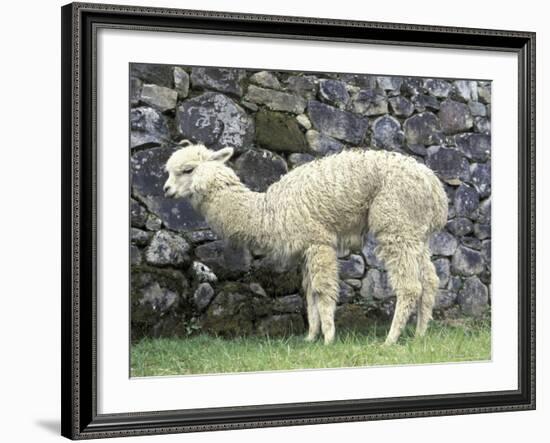 Llama in Machu Picchu, Peru-Darrell Gulin-Framed Photographic Print