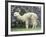 Llama in Machu Picchu, Peru-Darrell Gulin-Framed Photographic Print