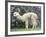 Llama in Machu Picchu, Peru-Darrell Gulin-Framed Photographic Print