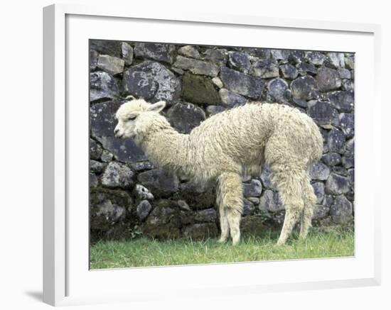 Llama in Machu Picchu, Peru-Darrell Gulin-Framed Photographic Print