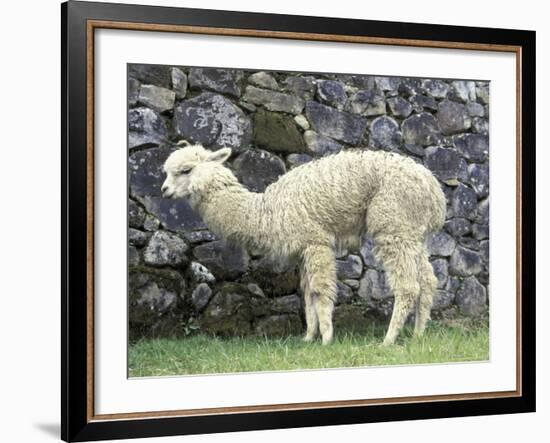Llama in Machu Picchu, Peru-Darrell Gulin-Framed Photographic Print