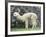 Llama in Machu Picchu, Peru-Darrell Gulin-Framed Photographic Print