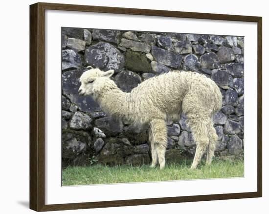 Llama in Machu Picchu, Peru-Darrell Gulin-Framed Photographic Print