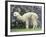 Llama in Machu Picchu, Peru-Darrell Gulin-Framed Photographic Print