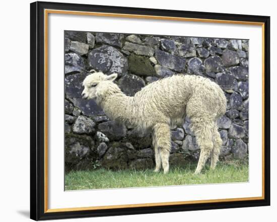 Llama in Machu Picchu, Peru-Darrell Gulin-Framed Photographic Print