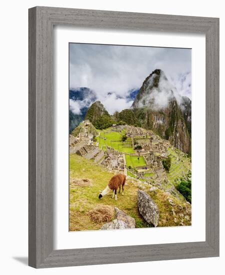 Llama in Machu Picchu, UNESCO World Heritage Site, Cusco Region, Peru, South America-Karol Kozlowski-Framed Photographic Print