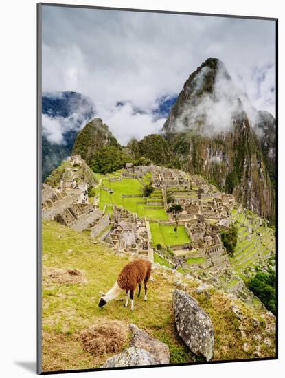Llama in Machu Picchu, UNESCO World Heritage Site, Cusco Region, Peru, South America-Karol Kozlowski-Mounted Photographic Print