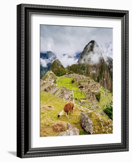 Llama in Machu Picchu, UNESCO World Heritage Site, Cusco Region, Peru, South America-Karol Kozlowski-Framed Photographic Print